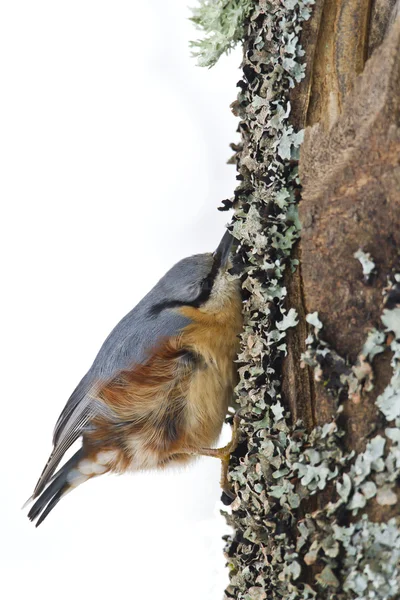 Uccello nuthatch, specie sitta europea isolato sfondo bianco — Foto Stock