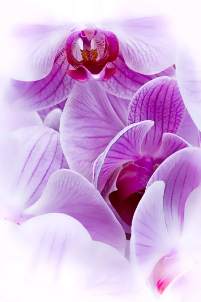 Bouquet artistico di fiori di orchidea viola — Foto Stock