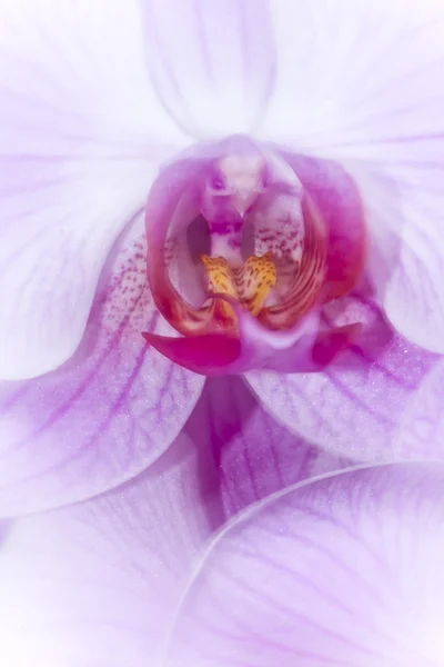 Artistieke boeket van paarse orchideebloemen — Stockfoto