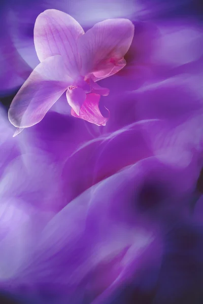 与兰花紫色自然背景中的插图 — 图库照片
