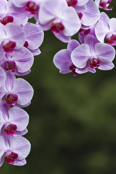 Természetes zöld háttér lepke orchidea virág csokor — Stock Fotó