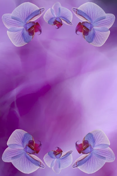 Illustratie met orchidee in paarse natuurlijke achtergrond — Stockfoto