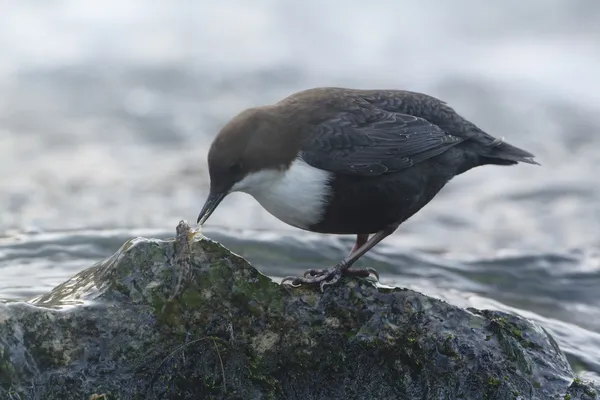 Vitstrupig skopa, floden fågeln äta en fisk — Stockfoto