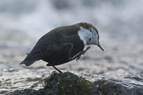 白のどのひしゃく、川の鳥、魚を食べる — ストック写真