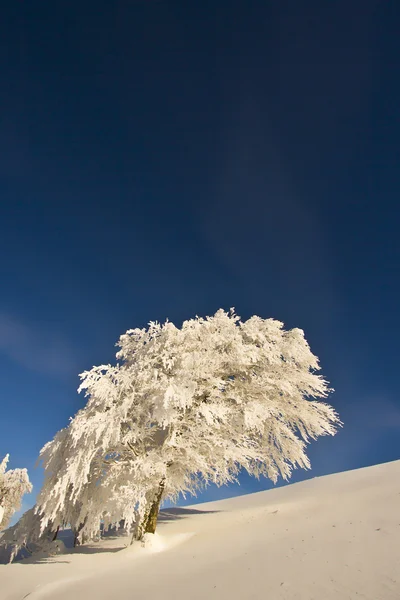 モミの木の下で雪の山の頂上で — ストック写真