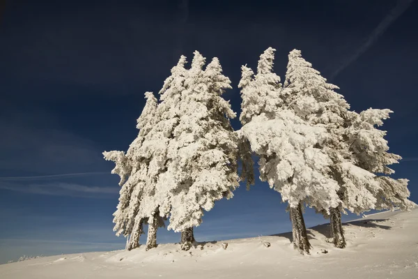 Sapins sous la neige au sommet de la montagne — Photo