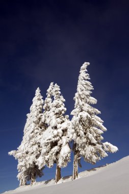 çam ağaçları altında kar dağ Zirvesi
