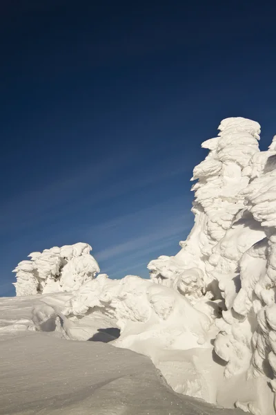 在山山顶的雪下冰树雕塑 — 图库照片