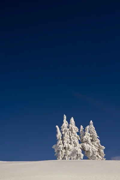 Fir trees under snow in mountain summit — Stock Photo, Image