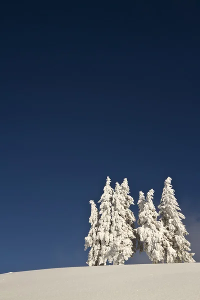 Tannenbäume unter Schnee in Berggipfel — Stockfoto