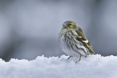 Kara başlı iskete kuşu dişi nakit carduelis spinus kış