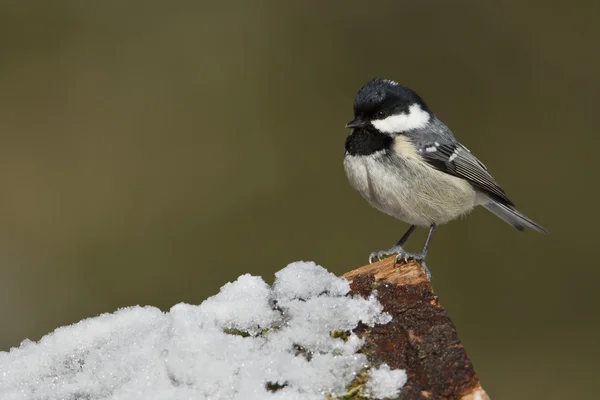 Coal tit bird no inverno — Fotografia de Stock