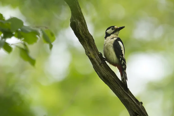 Nesting time for pied woodpecker bird — Stock Photo, Image