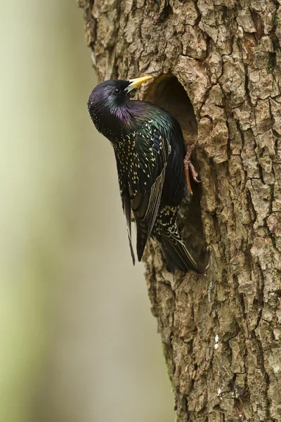 ネストした時間で共通するムクドリの鳥 — ストック写真