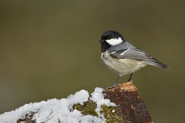 Uccello tetta di carbone in inverno — Foto Stock