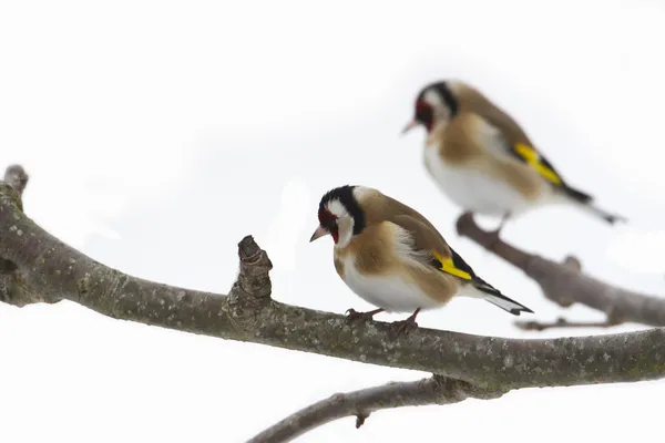 Goldfinch pássaro espécie carduelis carduelis no fundo branco — Fotografia de Stock