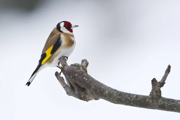 Chardonneret chardonneret carduelis carduelis en fond blanc — Photo