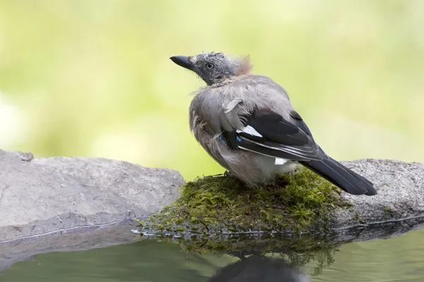 Bird eurasian Jay specie Garrulus glandarius taking bath in a pound — Stock Photo, Image