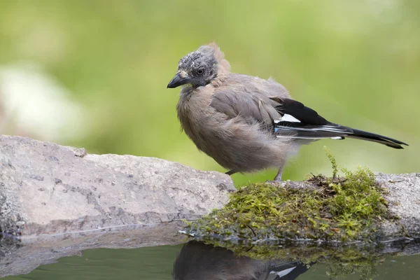 Bird eurasian Jay specie Garrulus glandarius taking bath in a pound — Stock Photo, Image