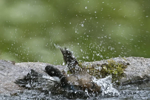 Vogel eurasischer Eichelhäher garrulus glandarius badet in einem Pfund — Stockfoto