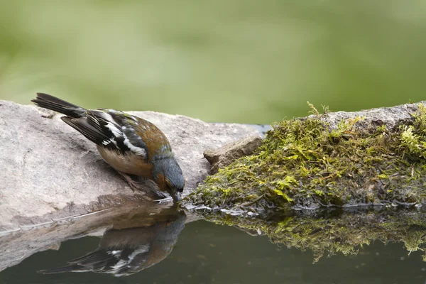 Europeiska finch fågel dricksvatten i pund — Stockfoto