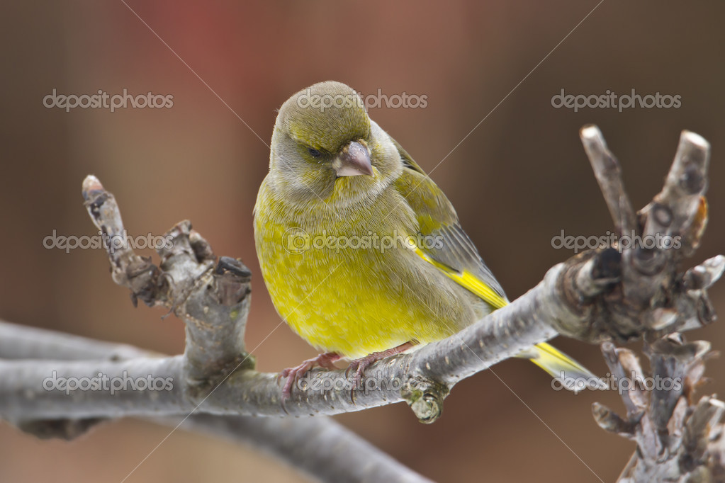 Eurasienne Chardonneret Oiseaux Jaune Canari Photographie