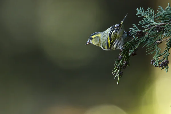 フランスのマヒワの鳥の正貨 carduelis spinus — ストック写真