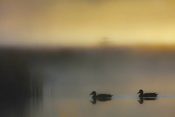 Kachna divoká kachna specie anas platyrhynchos v mlhavé západ slunce na rašeliniště — Stock fotografie