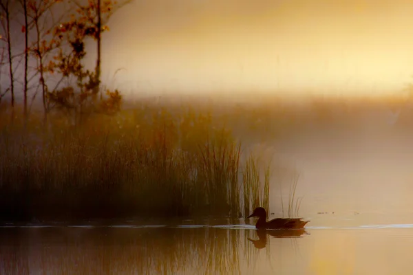 Espécie de pato Mallard Anas platyrhynchos no pôr-do-sol enevoado em turfa pântano — Fotografia de Stock