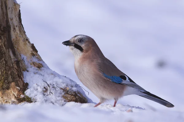 Specie di uccello gay europeo Garrulus glandarius che cammina sulla neve — Foto Stock