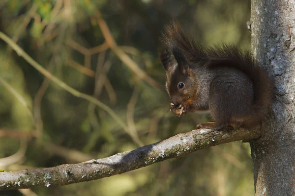 Scoiattolo rosso mangiare noci specie Sciurus vulgaris inverno in Francia — Foto Stock