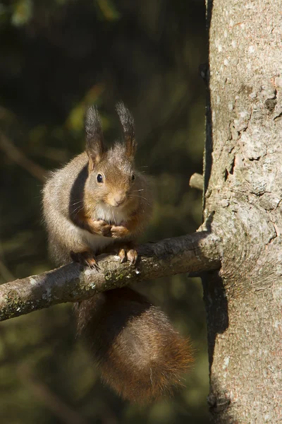 Red squirrel eating nuts specie Sciurus vulgaris wintertime in France — Stock Photo, Image