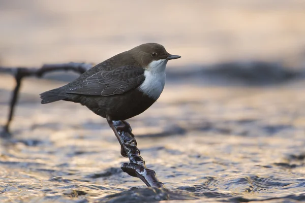 Trempette à gorge blanche, oiseau de rivière au coucher du soleil de jour — Photo