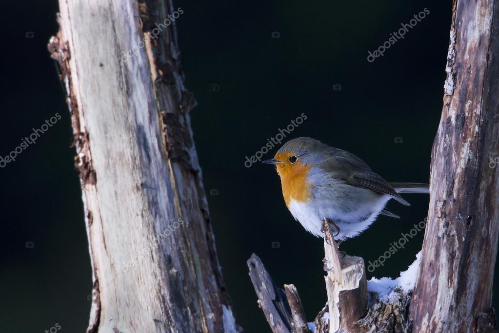 Rouge Gorge Familier Oiseau Specie Erithacus Rubecula Sur