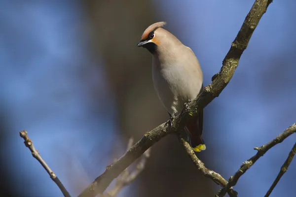 Boheemse Pestvogels vogel specie bombycilla garrulus in migratie in Frankrijk op blauwe hemel — Stockfoto