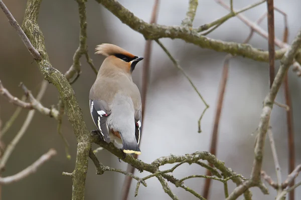 Böhmische Wachsflügelvogelart bombycilla garrulus auf Zugfahrt in Frankreich auf Zweig — Stockfoto