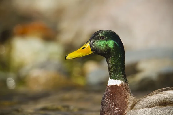 Mallard duck male, river bird specie Anas platyrhynchos , France — Stock Photo, Image