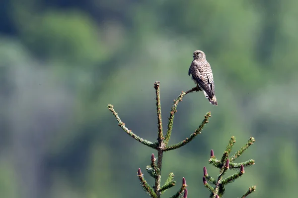 Uccello rapace comune Falco tinnunculus, Francia — Foto Stock