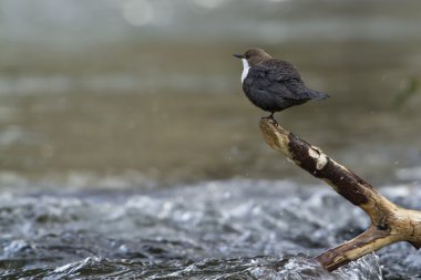 Beyaz boğazlı Kepçe nehir kuş (Cinclus-cinclus)