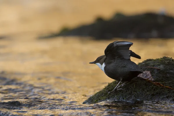 Oiseau de rivière Dipper à gorge blanche (Cinclus-cinclus ) — Photo