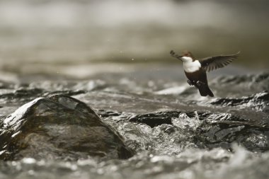 Beyaz boğazlı Kepçe nehir kuş (Cinclus-cinclus)