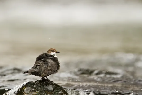 Oiseau de rivière Dipper à gorge blanche (Cinclus-cinclus ) — Photo