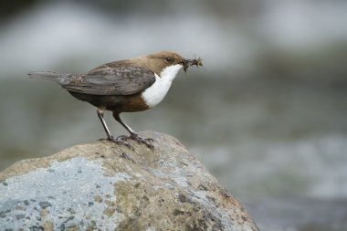 Beyaz boğazlı Kepçe nehir kuş (Cinclus-cinclus)