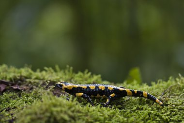 Benekli semender amphibia nakit salamandra salamandra