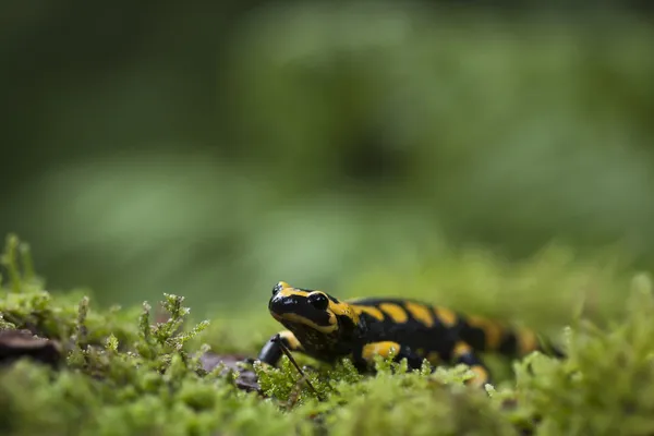 Speckled salamander Amphibia specie Salamandra salamandra — Stock Photo, Image