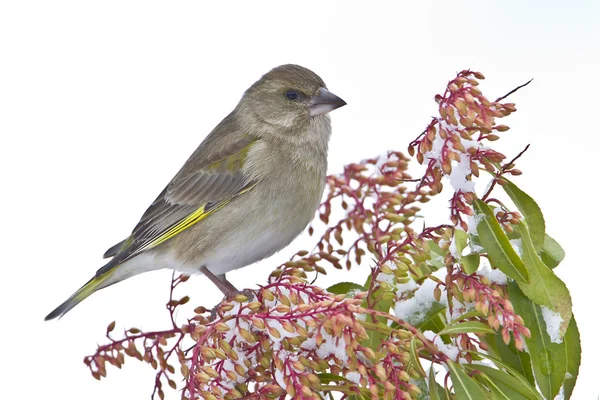 Eurasian Siskin bird female specie Carduelis spinus isolated in white background — Stock Photo, Image