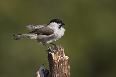 marsh baştankara kuş türü Fransa kuş nakit parus palustris yakın çekim