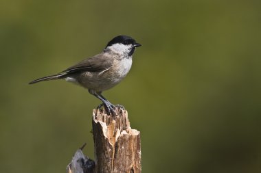 marsh baştankara kuş türü Fransa kuş nakit parus palustris yakın çekim