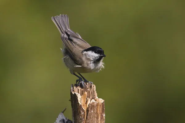 Primo piano dell'uccello della palude Tit in Francia specie di uccelli Parus palustris — Foto Stock