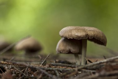 mantar inocybe orman